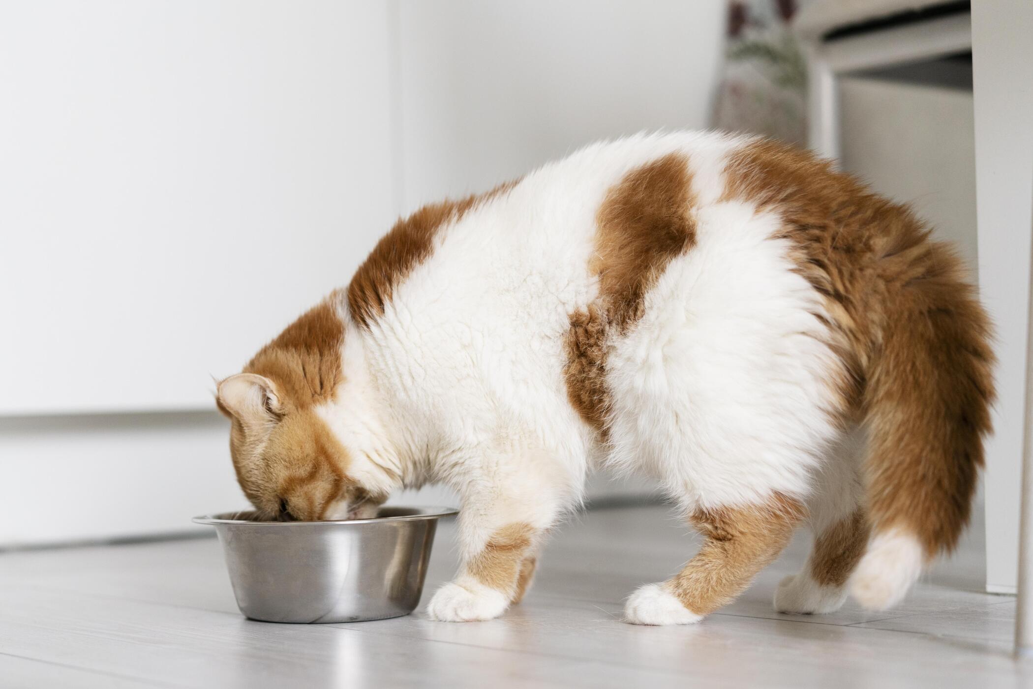 LAS “MAÑAS” DE LOS GATOS Y CÓMO TRATARLAS