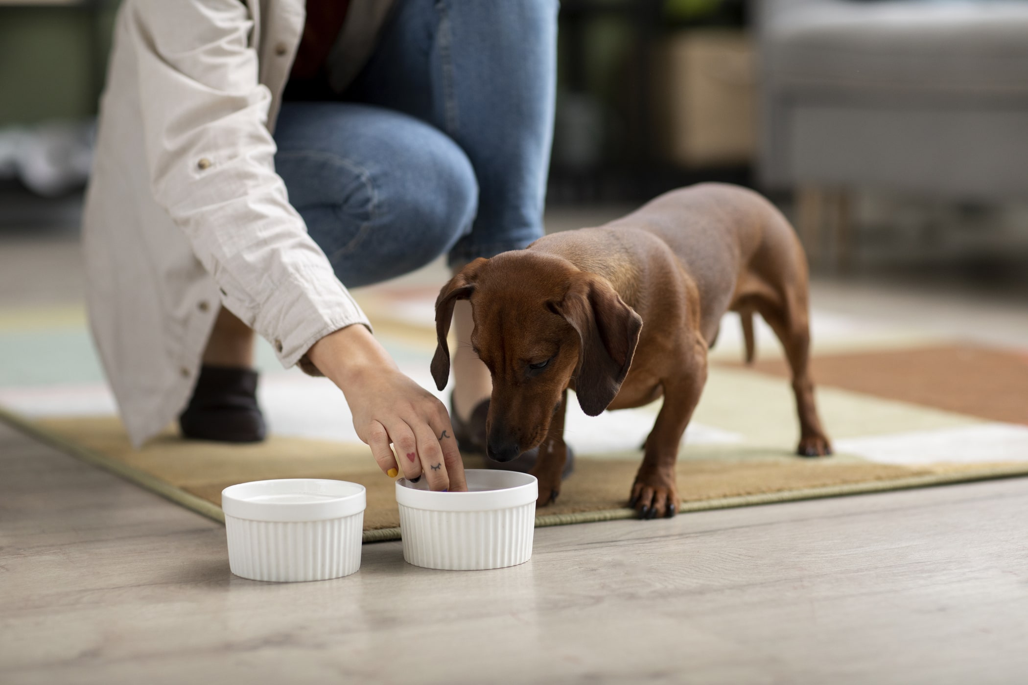 COMIDA CASERA VS ALIMENTO BALANCEADO
