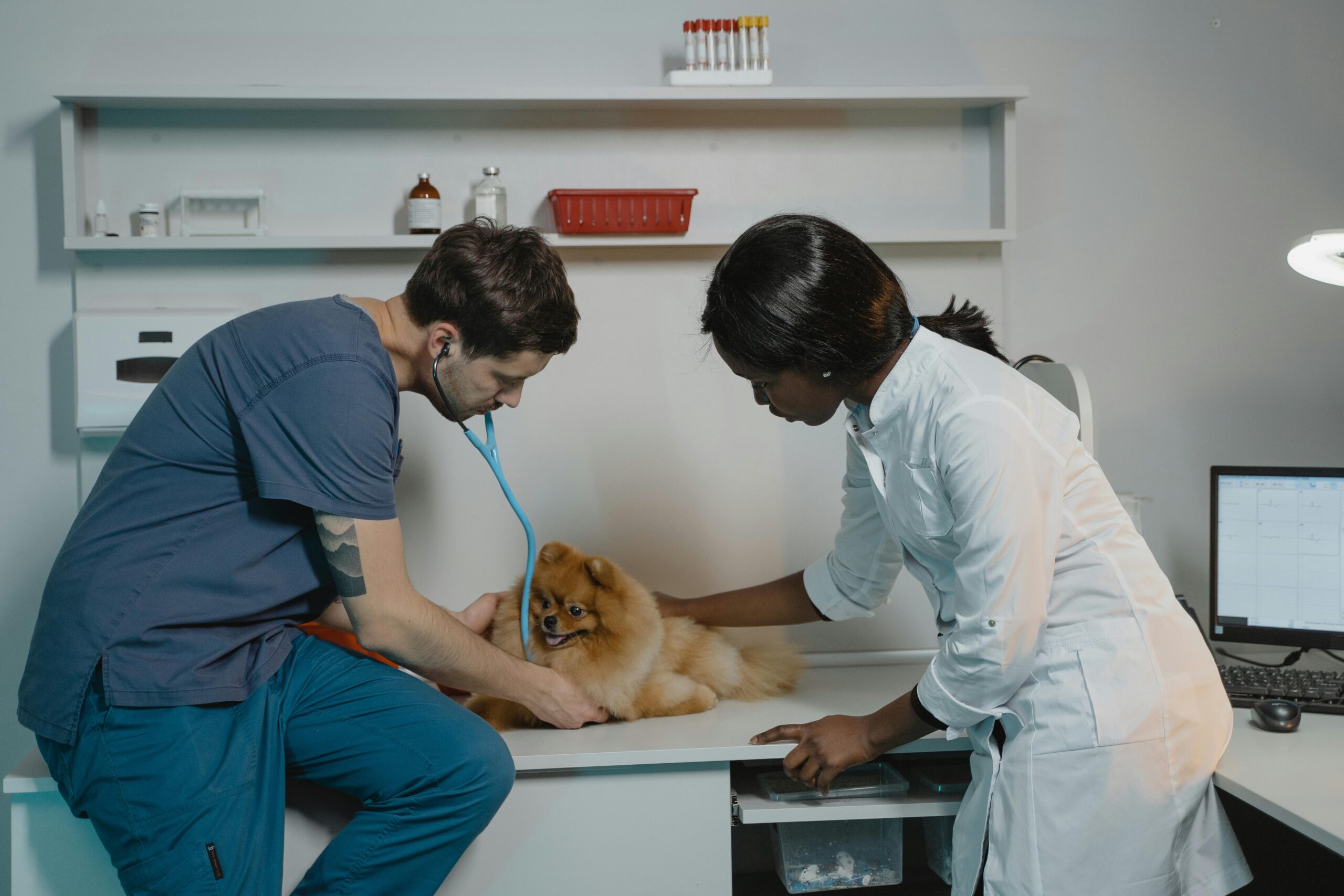 Cómo abrir una veterinaria, pet shop o peluquería canina en Bogotá: una oportunidad de negocio en crecimiento